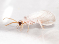 Coniopteryx lentiae